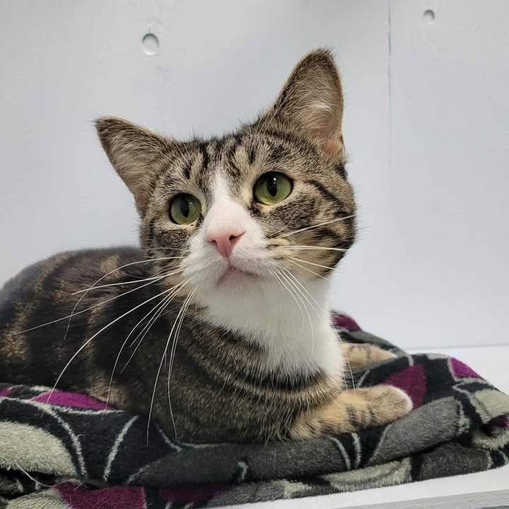 Enlarge Mew Mew (Bonded to Ronald Weasley), a Adoptable Domestic Short Hair in Mission, BC image 1/4