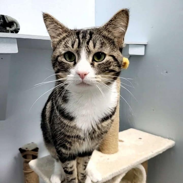 Enlarge Mew Mew (Bonded to Ronald Weasley), a Adoptable Domestic Short Hair in Mission, BC image 2/4