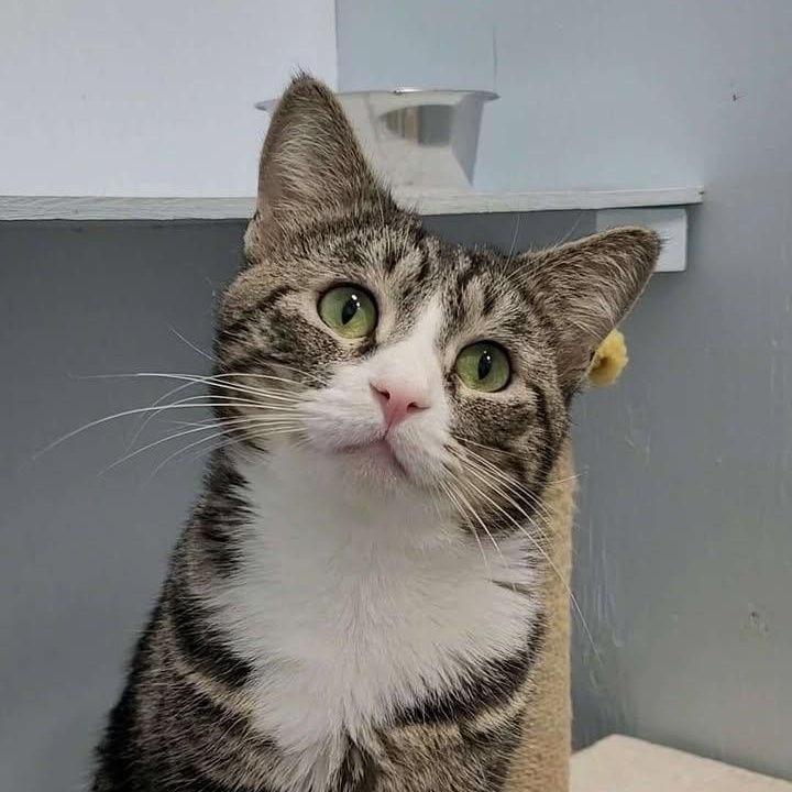 Enlarge Mew Mew (Bonded to Ronald Weasley), a Adoptable Domestic Short Hair in Mission, BC image 3/4