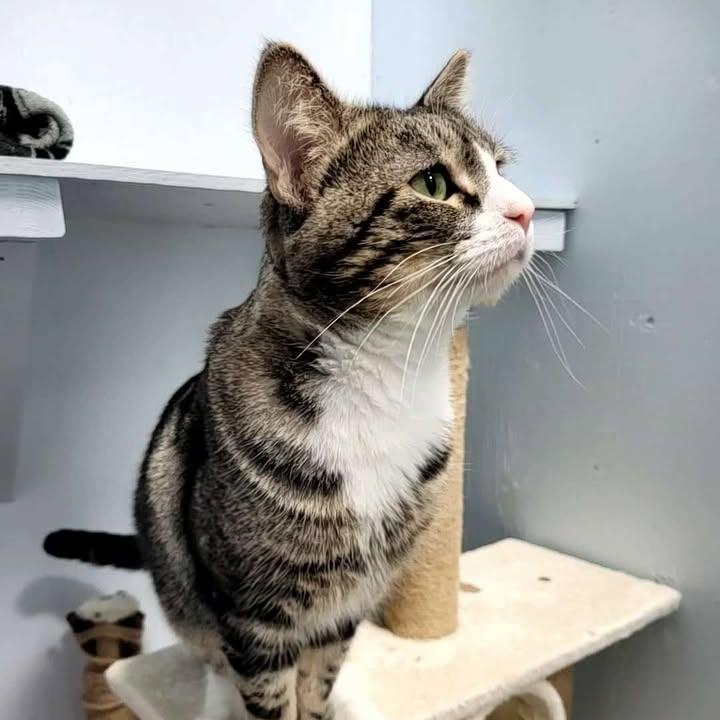 Enlarge Mew Mew (Bonded to Ronald Weasley), a Adoptable Domestic Short Hair in Mission, BC image 4/4