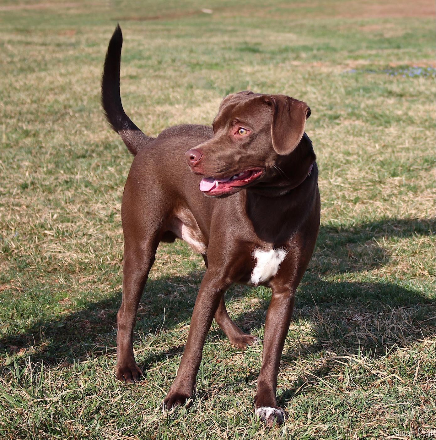 Enlarge Damien, an adopted mixed breed in Bedford, VA image 2/3