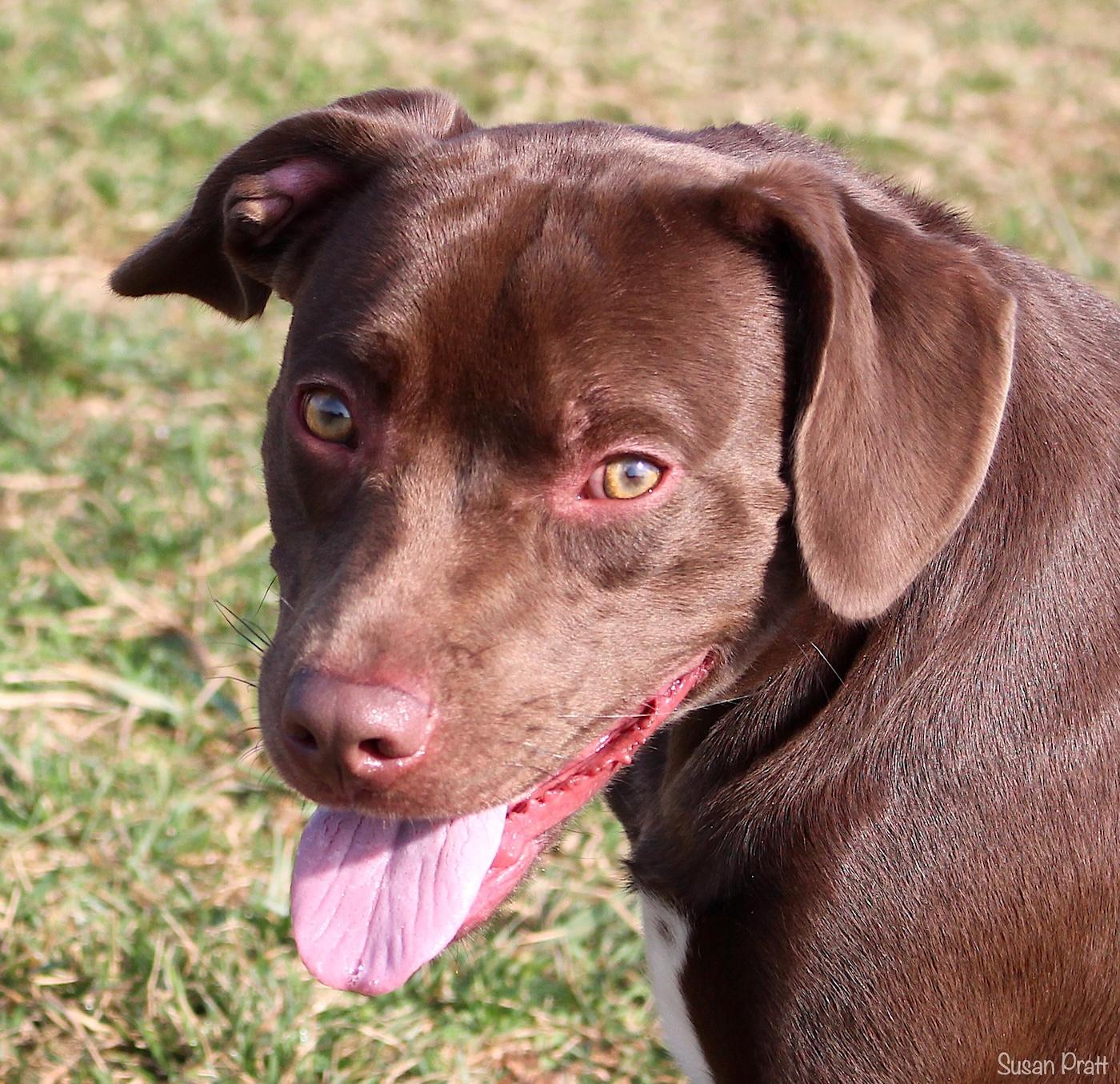 Damien, adopted, Young Male Chocolate Labrador Retriever.