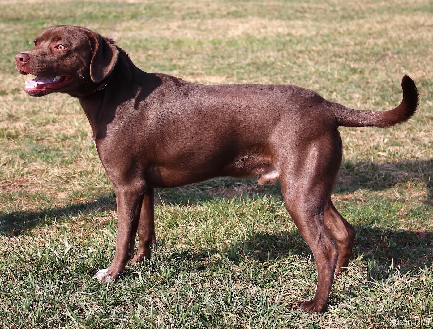 Enlarge Damien, an adopted mixed breed in Bedford, VA image 3/3