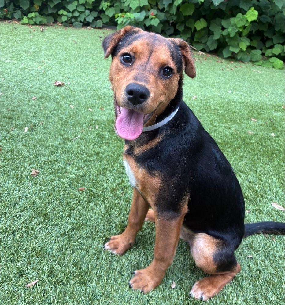 Katrina, Adoptable, Young Female Australian Cattle Dog / Blue Heeler & Beagle.