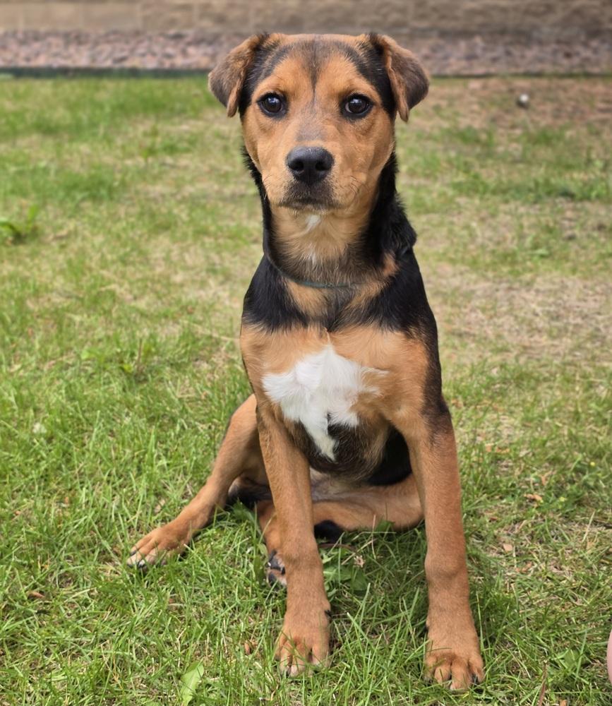 Katrina, a Adoptable mixed breed in Sedalia, CO image 2/2