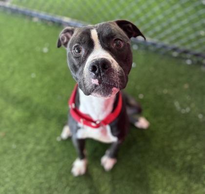 Junior — thumbnail 3