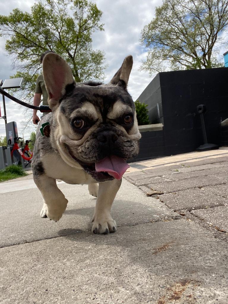 Enlarge Frankie, a Adoptable French Bulldog in West Bloomfield, MI image 1/2