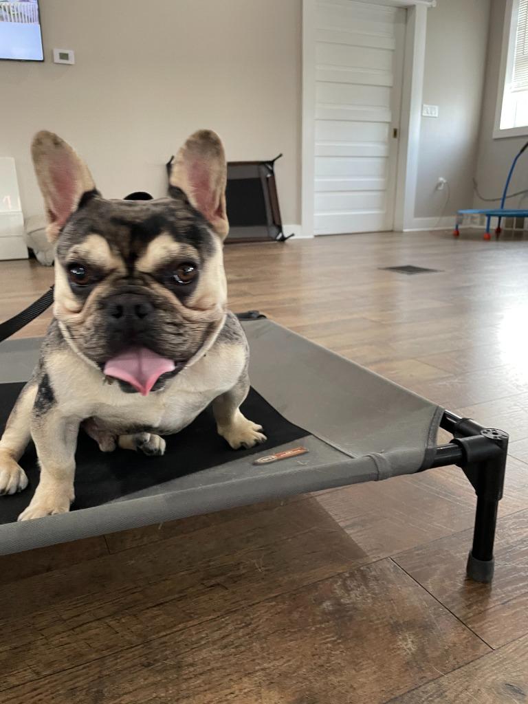 Enlarge Frankie, a Adoptable French Bulldog in West Bloomfield, MI image 2/2