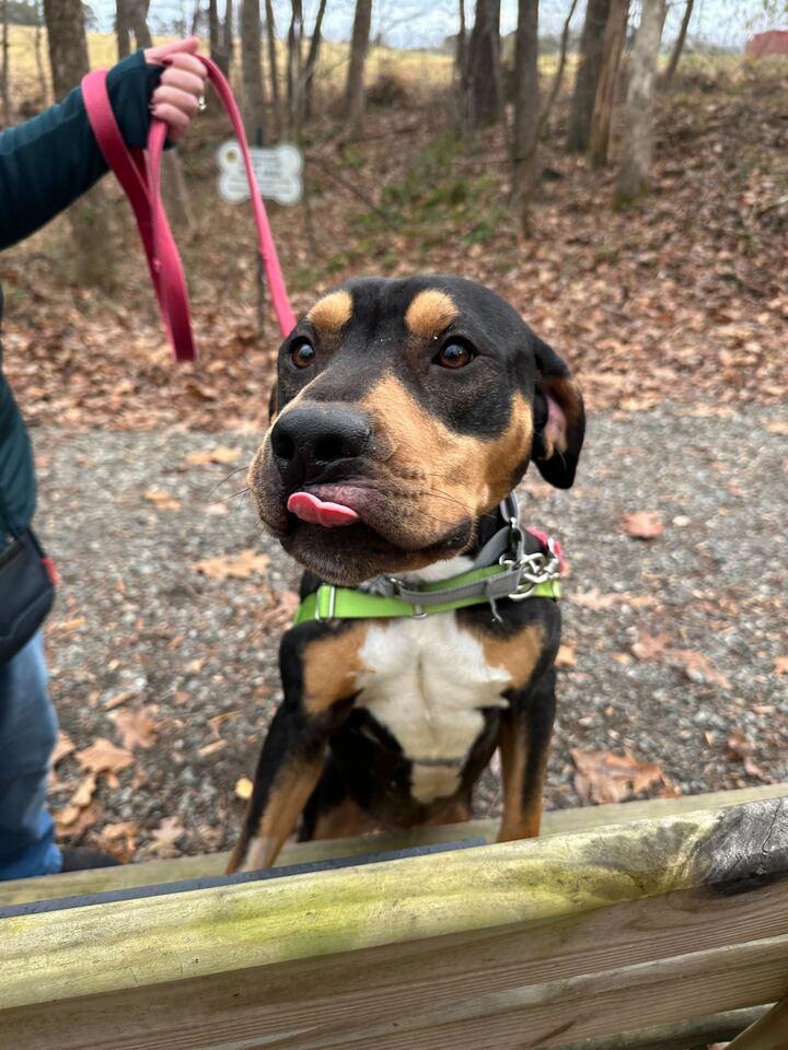 Enlarge Oakley, a ADOPTABLE mixed breed in Richmond, VA image 3/3