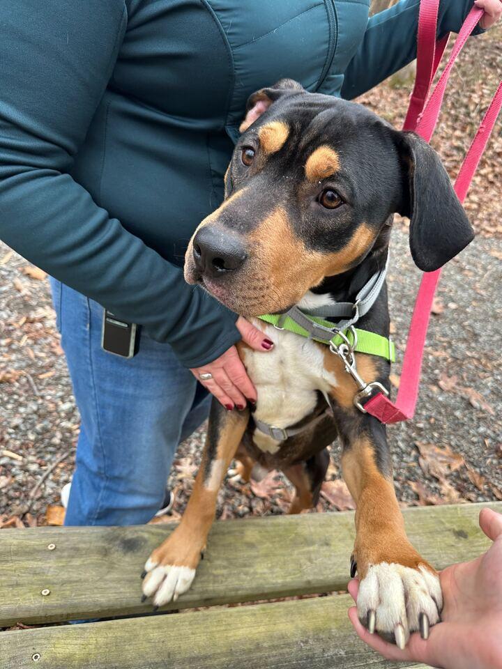 Enlarge Oakley, a ADOPTABLE mixed breed in Richmond, VA image 1/3