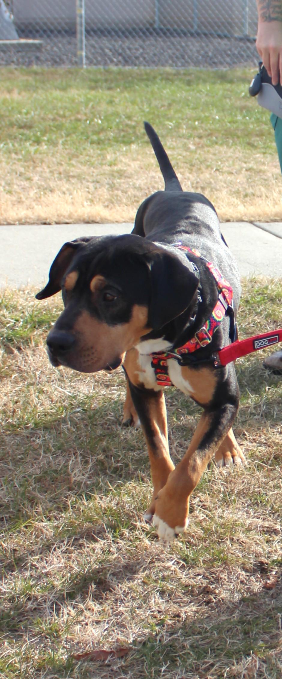 Enlarge Oakley, a ADOPTABLE mixed breed in Richmond, VA image 2/3
