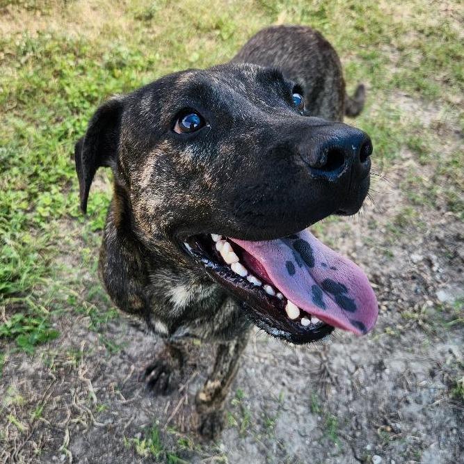 Enlarge Murph, a Adoptable mixed breed in Corpus Christi, TX image 3/6