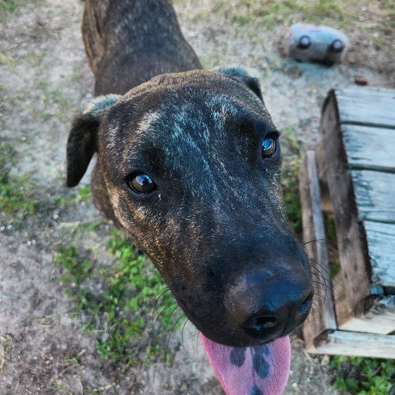 Enlarge Murph, a Adoptable mixed breed in Corpus Christi, TX image 4/6