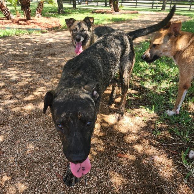 Enlarge Murph, a Adoptable mixed breed in Corpus Christi, TX image 6/6