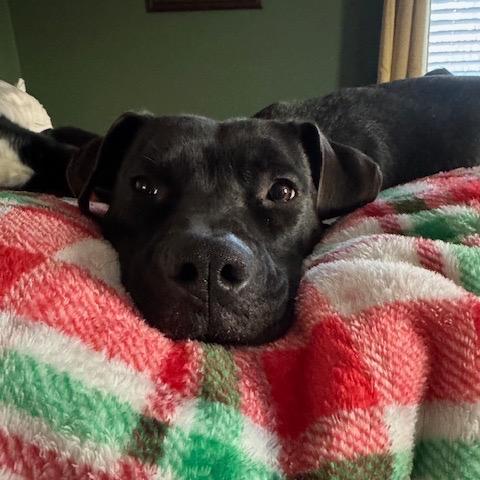 Lotus — thumbnail 3