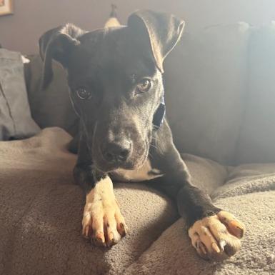 Lotus — thumbnail 4