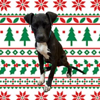 Lotus — thumbnail 5