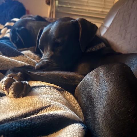 Lotus — thumbnail 6