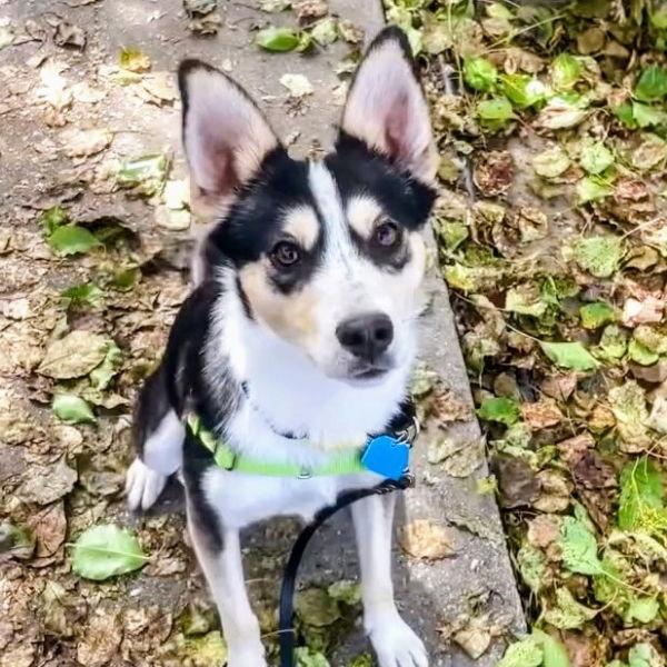 Enlarge Paxton, a Adoptable Border Collie in Oakland, CA image 1/3