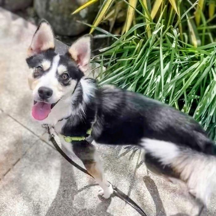 Enlarge Paxton, a Adoptable Border Collie in Oakland, CA image 2/3