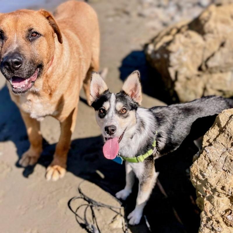 Enlarge Paxton, a Adoptable Border Collie in Oakland, CA image 3/3