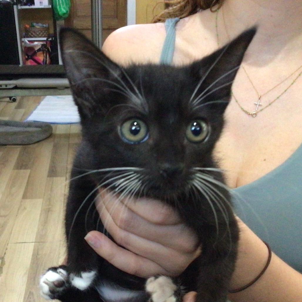 Enlarge Belle, a Adoptable American Shorthair in New Orleans, LA image 1/1
