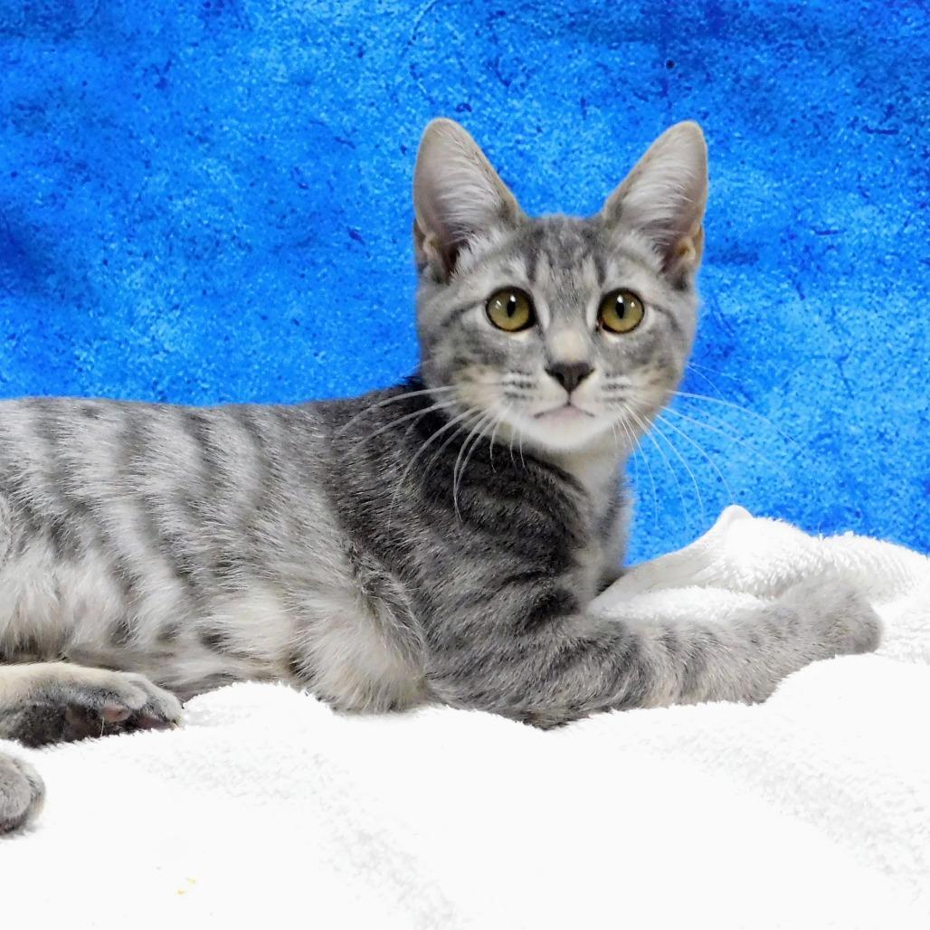 Enlarge Libby, a Adoptable Domestic Short Hair in Canton, IL image 1/5