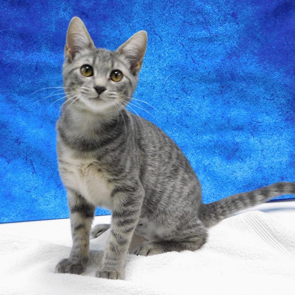 Enlarge Libby, a Adoptable Domestic Short Hair in Canton, IL image 2/5