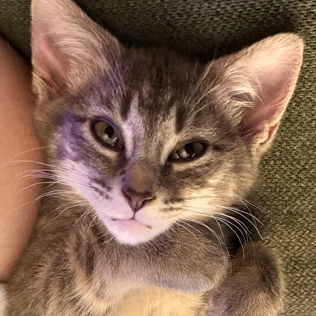Enlarge Libby, a Adoptable Domestic Short Hair in Canton, IL image 3/5