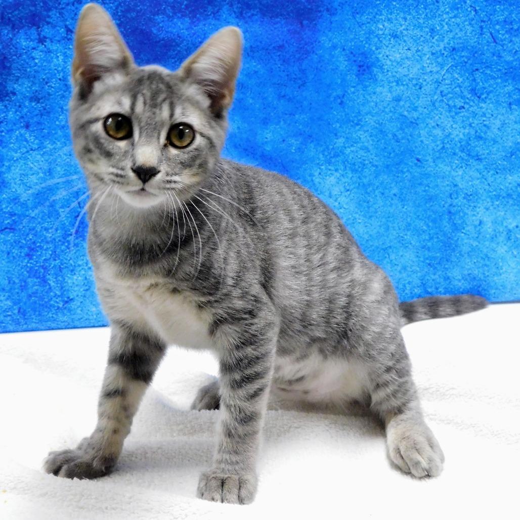 Enlarge Libby, a Adoptable Domestic Short Hair in Canton, IL image 4/5
