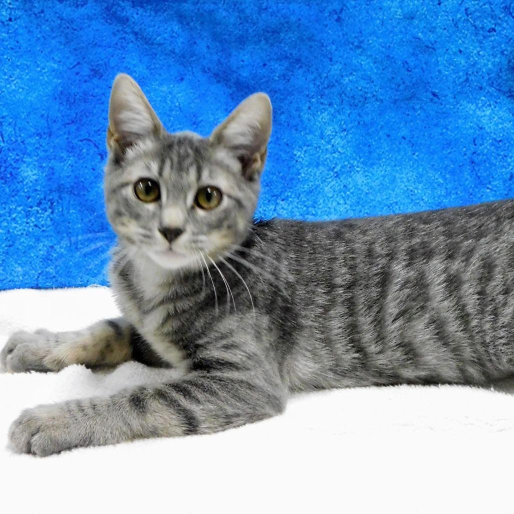 Enlarge Libby, a Adoptable Domestic Short Hair in Canton, IL image 5/5