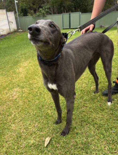 Sals Blue Boy (Sal), a ADOPTABLE Greyhound in Tarpon Springs, FL image 2/4