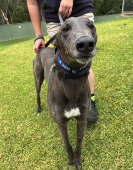 Sals Blue Boy (Sal), ADOPTABLE, Adult Male Greyhound.