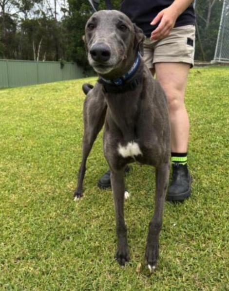 Sals Blue Boy (Sal), a ADOPTABLE Greyhound in Tarpon Springs, FL image 4/4