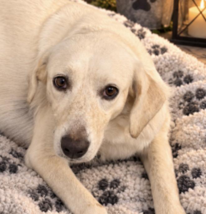 Dornhoefer / Ruby, Adoptable, Adult Female Labrador Retriever.