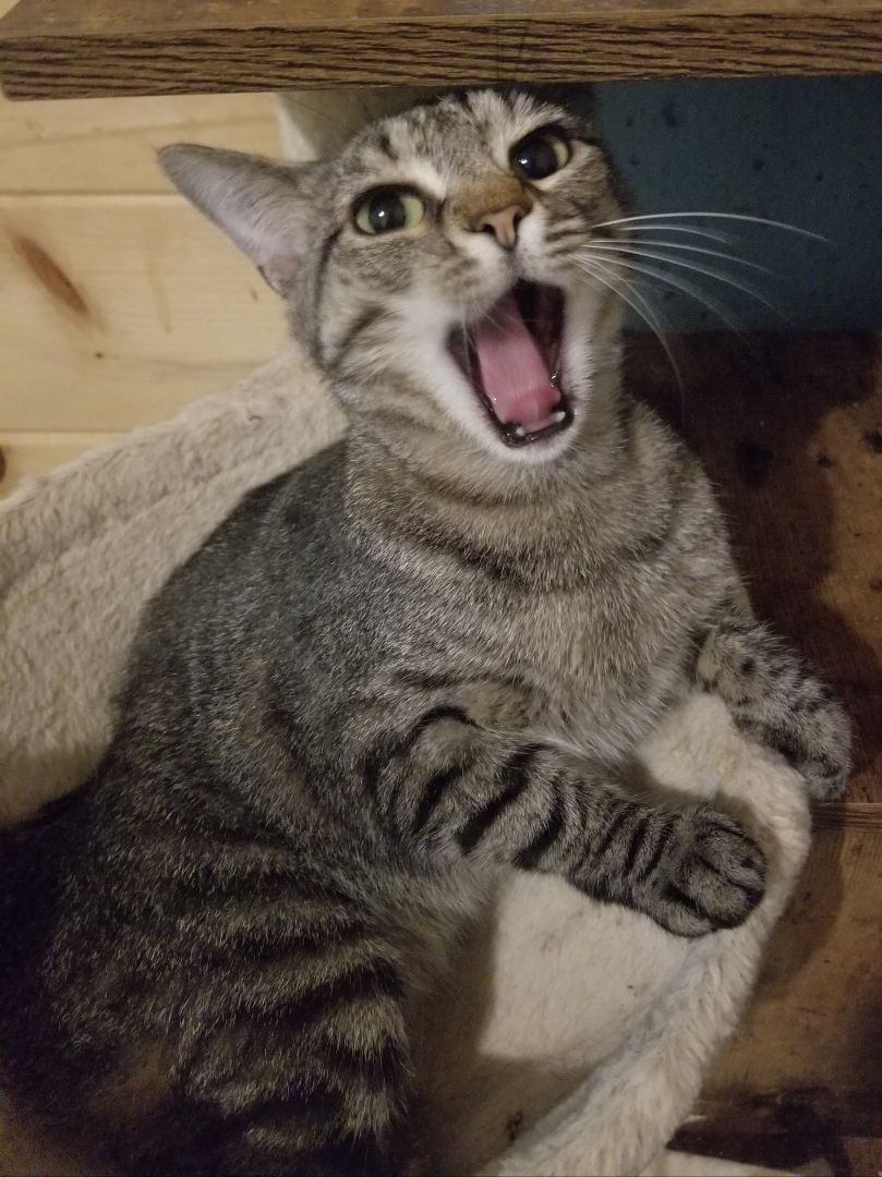 Peggy, Adoptable, Adult Female Domestic Short Hair.