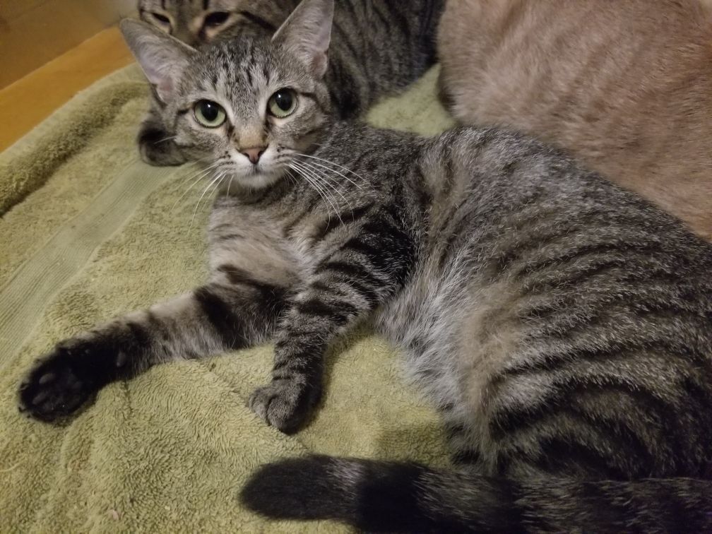 Enlarge Peggy, a Adoptable Domestic Short Hair in Ellijay, GA image 2/12