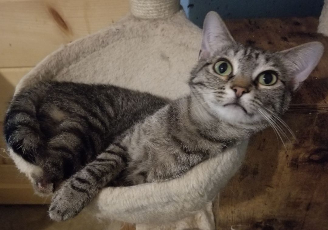 Enlarge Peggy, a Adoptable Domestic Short Hair in Ellijay, GA image 3/12