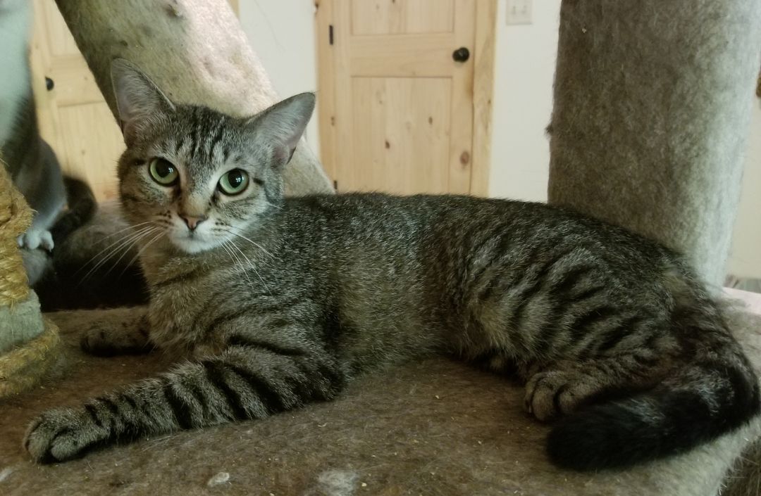 Enlarge Peggy, a Adoptable Domestic Short Hair in Ellijay, GA image 4/12