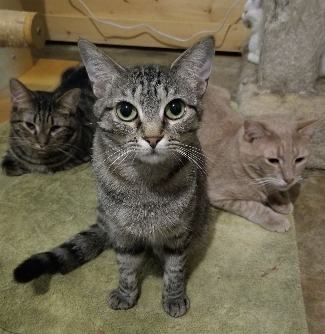 Enlarge Peggy, a Adoptable Domestic Short Hair in Ellijay, GA image 5/12