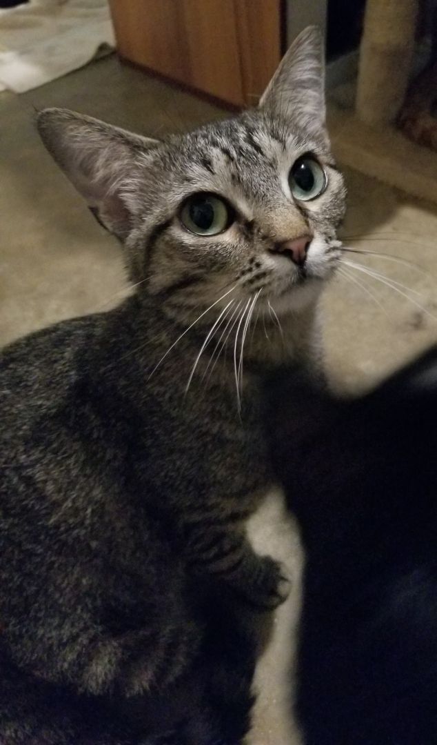 Enlarge Peggy, a Adoptable Domestic Short Hair in Ellijay, GA image 6/12