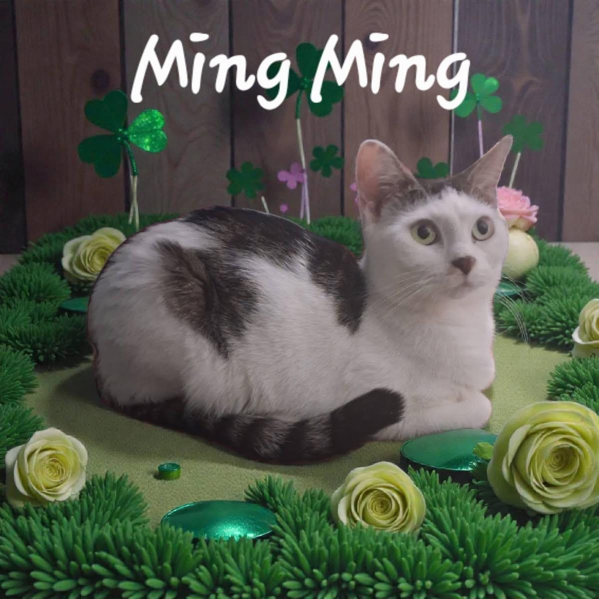 Ming Ming, ADOPTABLE, Young Female Domestic Short Hair.