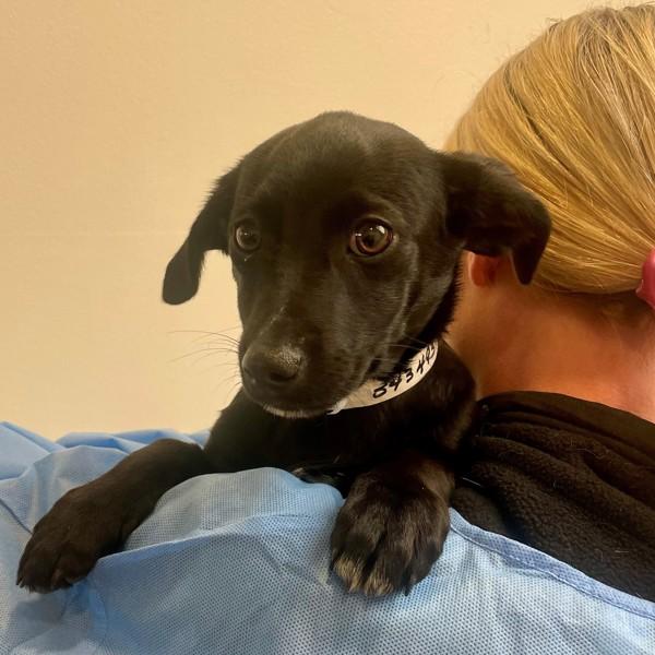 Enlarge Fifi, a Adoptable mixed breed in Walnut Creek, CA image 1/1