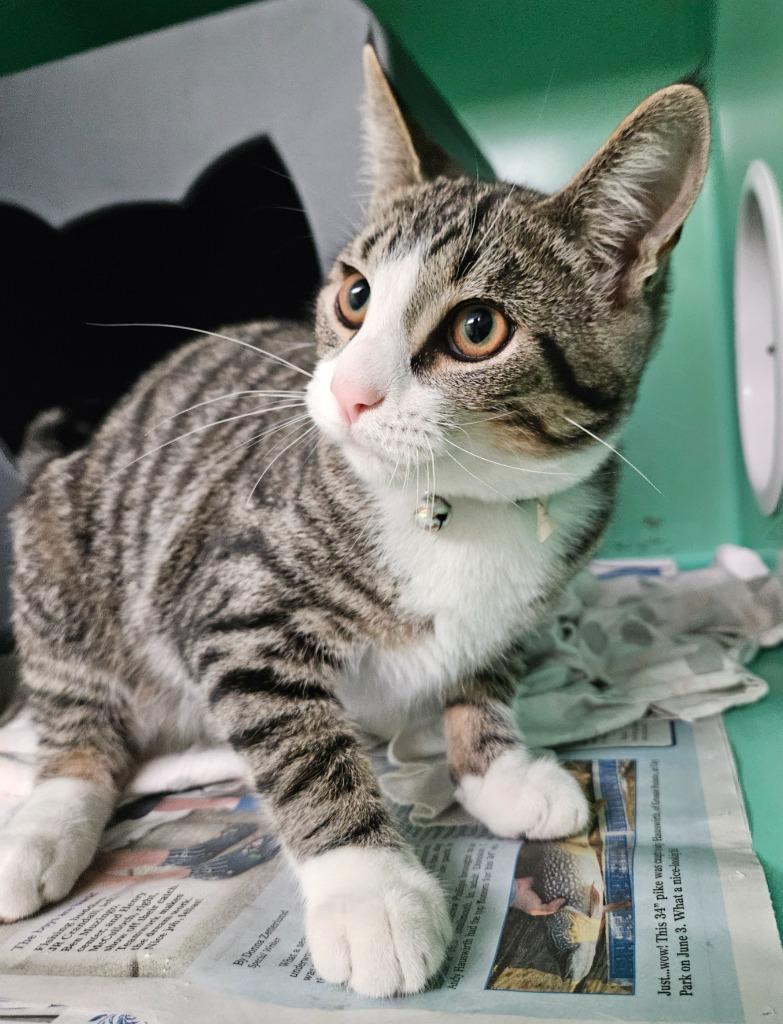 Enlarge Gingero, a Adoptable Domestic Short Hair in Utica, MI image 1/2