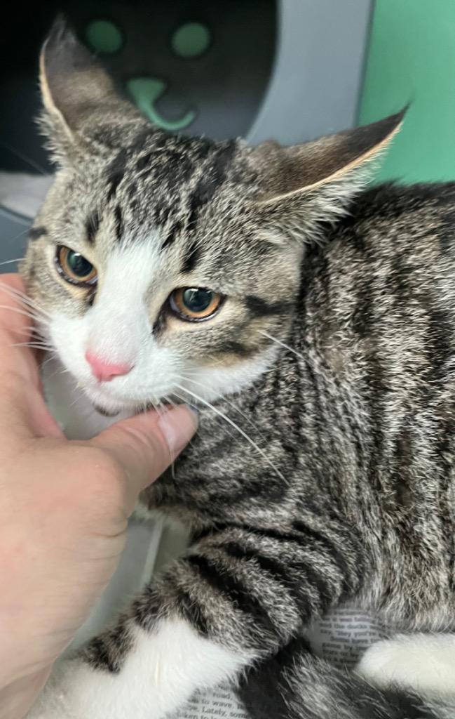 Enlarge Gingero, a Adoptable Domestic Short Hair in Utica, MI image 2/2