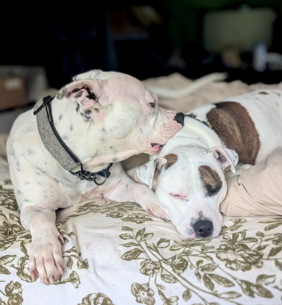 Fritz - LOCAL, a Adoptable mixed breed in Princeton, MA image 1/6