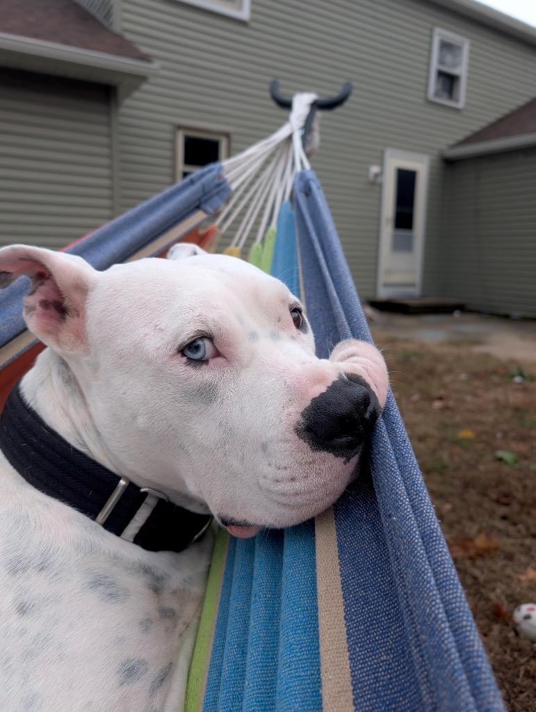 Fritz - Deaf - LOCAL, Adoptable, Adult Male Pit Bull Terrier.