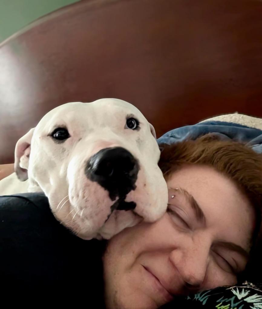 Enlarge Fritz - Special Needs- Deaf, a Adoptable mixed breed in Princeton, MA image 2/6