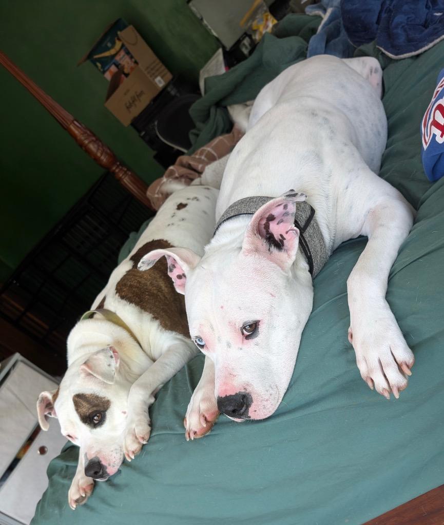 Fritz - Deaf - LOCAL, a Adoptable mixed breed in Princeton, MA image 2/6