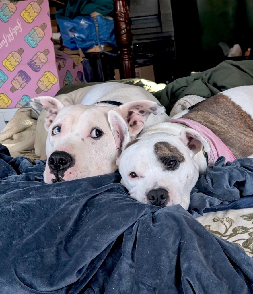 Fritz - Deaf - LOCAL, a Adoptable mixed breed in Princeton, MA image 4/6